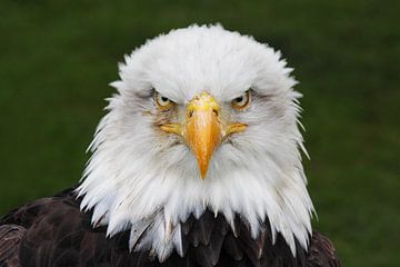 Bald Eagle portrait by Wilfred Marissen