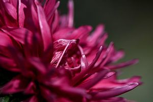 Chinesische Aster