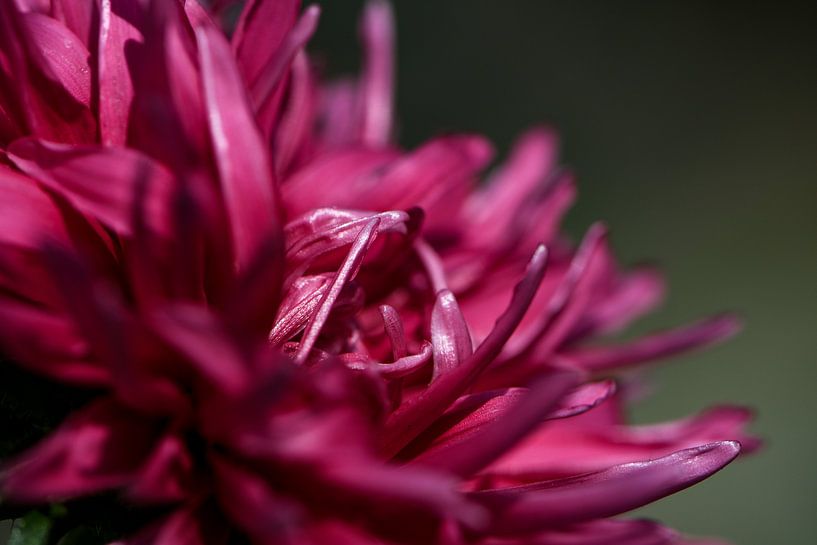 Chinese Aster by Ingrid Aanen