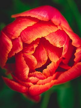 Gros plan sur une tulipe rouge sur Sonny Vermeer