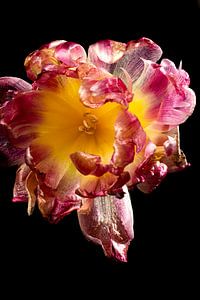Eine Tulpe mit Charakter