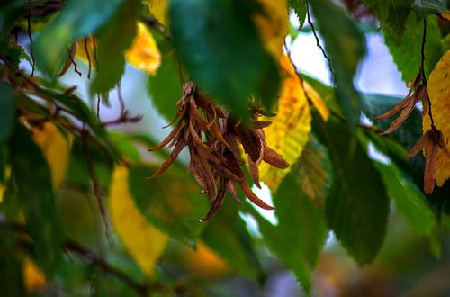 Concept d'automne : L'heure d'automne