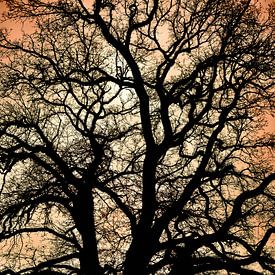 Ein Baum von Herman Moor