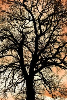 Ein Baum