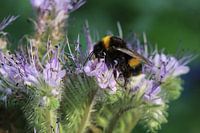 hommel zoekt nectar