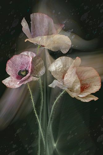 Poppy in motion. 2 by Alie Ekkelenkamp