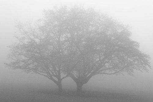 The Beauty of Silence 3