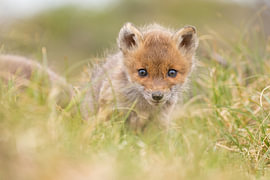 Jeune renarde sur Menno Schaefer