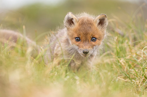 Junger Fuchs