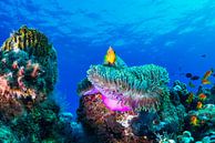 Sea life, Roberto Marchegiani by 1x thumbnail