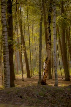 Through the trees by Niek Traas