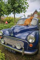 HY - 33 - TY (a cat on a car)