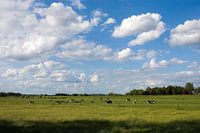 Typisch Hollands