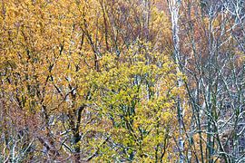Forest in the Ore Mountains in winter by Thomas Jäger
