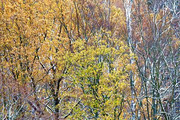 Forest in the Ore Mountains in winter by Thomas Jäger