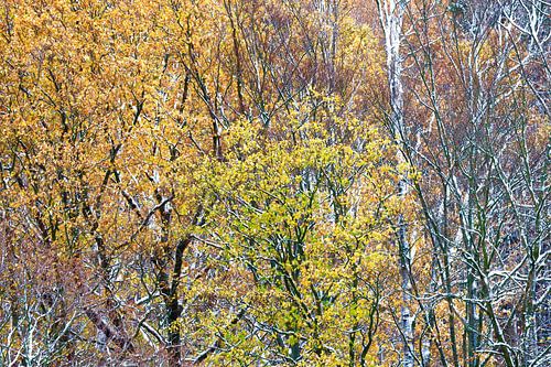 Forêt dans les monts Métallifères en hiver sur Thomas Jäger