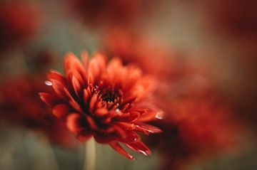 Free Lensing, bloem, herfst van Ilse Hetterscheid