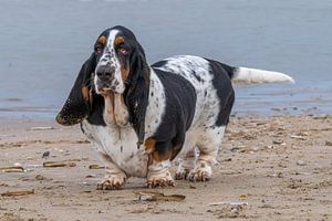 Basset-Hund