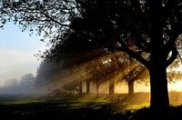 Zonnestralen door de bomen bij een prachtige najaars zonsopkomst