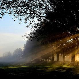 Zonnestralen door de bomen bij een prachtige najaars zonsopkomst van Joyce Derksen