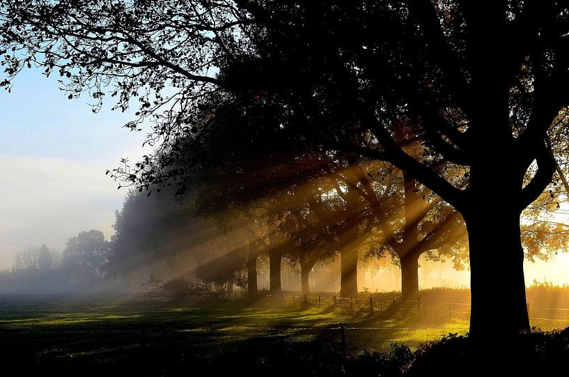 Zonnestralen door de bomen bij een prachtige najaars zonsopkomst van Joyce Derksen