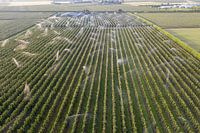 De fruitbomen worden besproeid