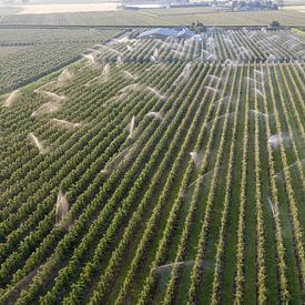 De fruitbomen worden besproeid von Gertjan koster