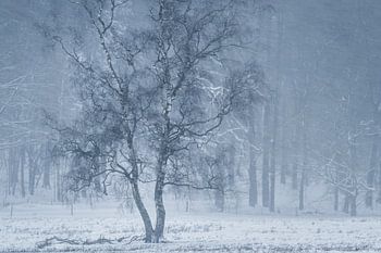 snowstorm