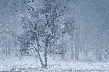 snowstorm von Erik de Jong