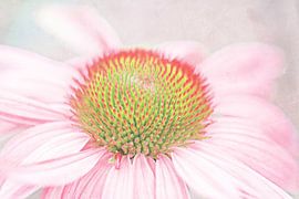 Echinacea pastell zart