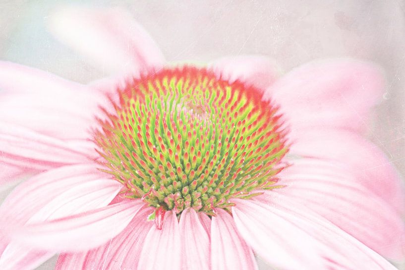 Echinacea pastell zart van Roswitha Lorz