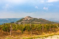 Motovun between vineyards