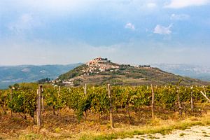Motovun entre les vignobles