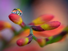 drop on flower by Femke Straten