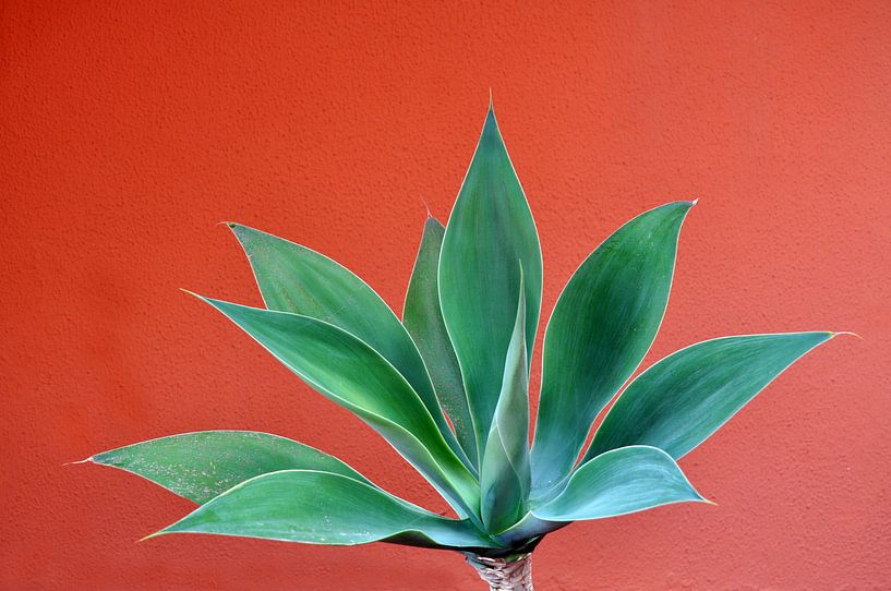 Agave attenuata by Peter Mooij