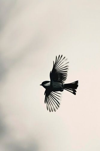 Vogel in vrije vlucht
