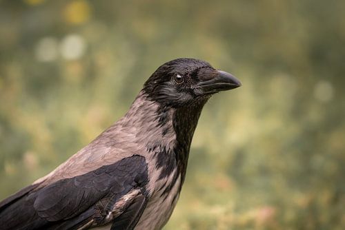 Ingetogen Elegance Vogel portret