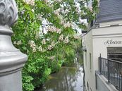 Frühlingsblüten by Helmut Englisch thumbnail