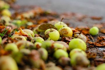 Herfst appeltjes von Petra Brouwer
