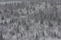 Norway forest during winter