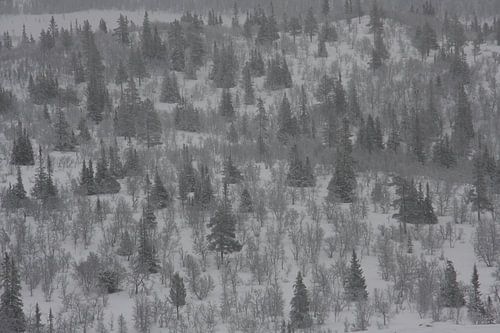 Zicht over een winters bos in Noorwegen