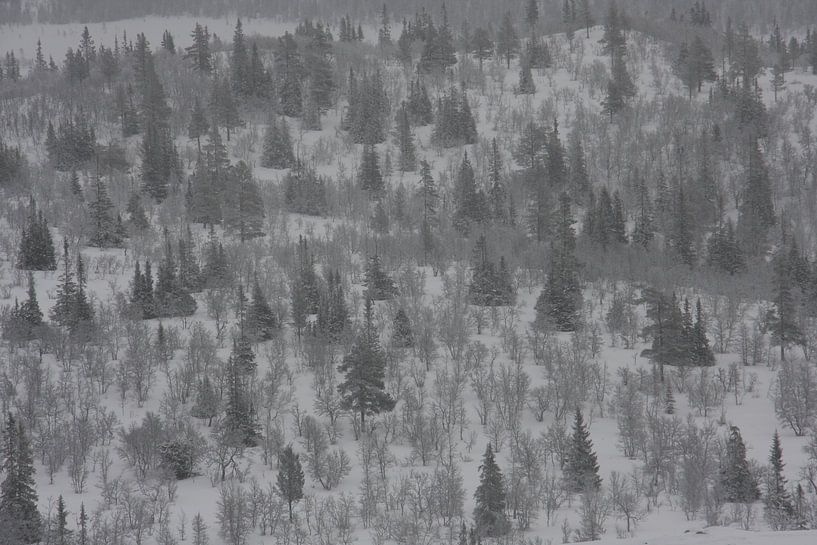 Norway forest during winter by Kris Brackx
