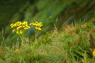 Bloemen op de rand van een klif van Jan Brons thumbnail