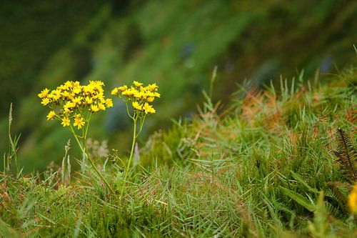 Bloemen op de rand van een klif