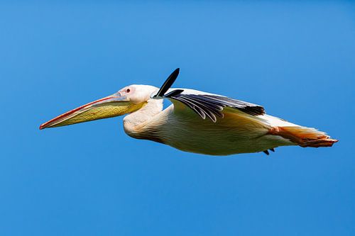 Pelikaan in de vlucht