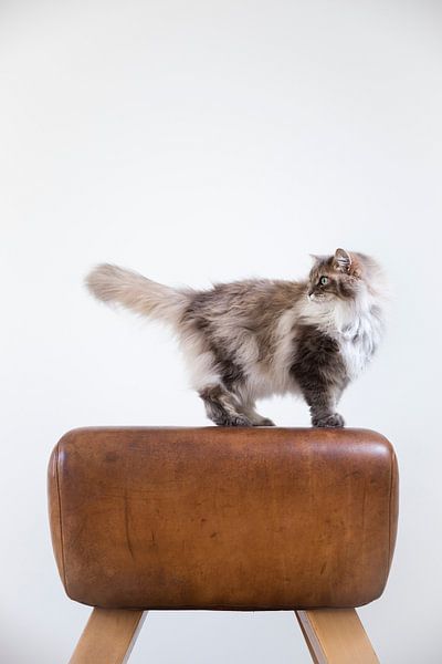 Norwegian Forest Cat Maincoon Noes by Janine Bekker Photography
