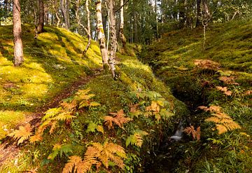 Scotch forest stream by Theo Fokker