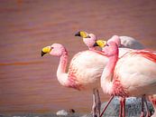 Flamingo's van Anouk van der Schot thumbnail