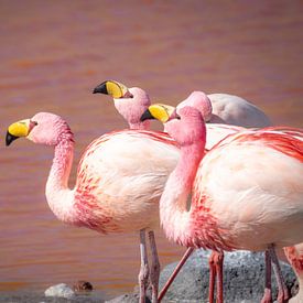 flamingos by Anouk van der Schot