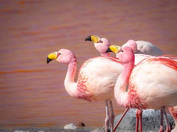 Flamingo's van Anouk van der Schot